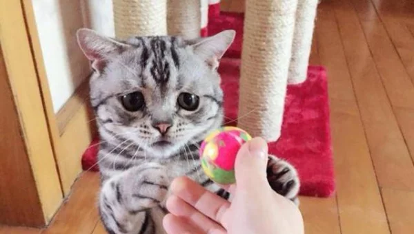 GDB 调试 Rust 借用检查：通过 LLDB 查看所有权转移轨迹