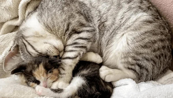 如何在 Linux 下使用 cURL 发送带认证的 HTTP 请求