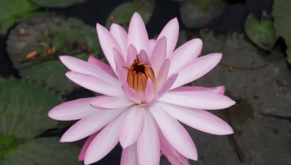 Linux 怎样在多个工作区之间切换