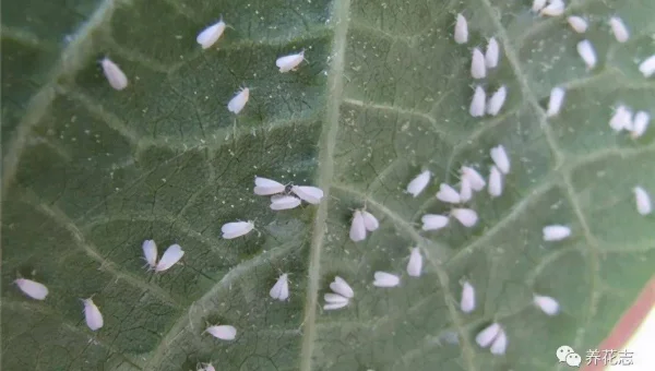 Python 异常处理面试题解答技巧