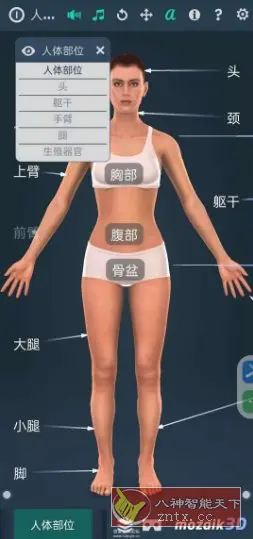 Human body（female）人体解剖系统女性3D V1.0