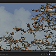 PotPlayer v1.7.22619绿色版