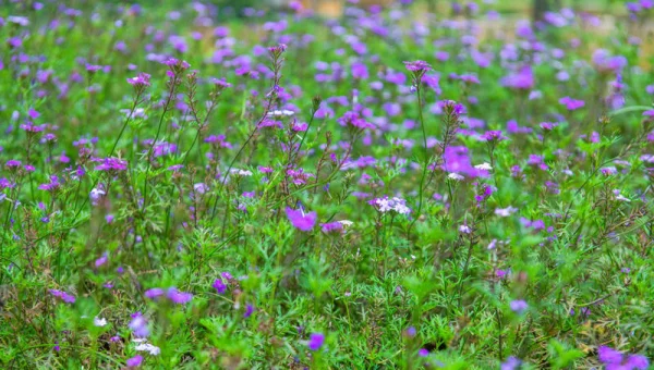 linux命令去除重复的值