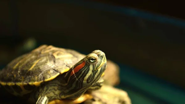 怎么删除linux 乱码文件夹