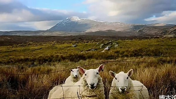 Android 跨平台开发学习:Flutter 与 Native 交互