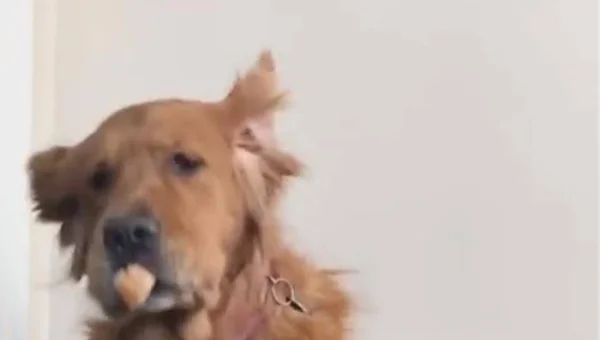 linux什么权限所有人都能看